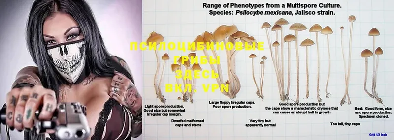 Псилоцибиновые грибы Psilocybe  Нефтекамск 